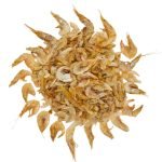 বড় চিংড়ি শুটকি